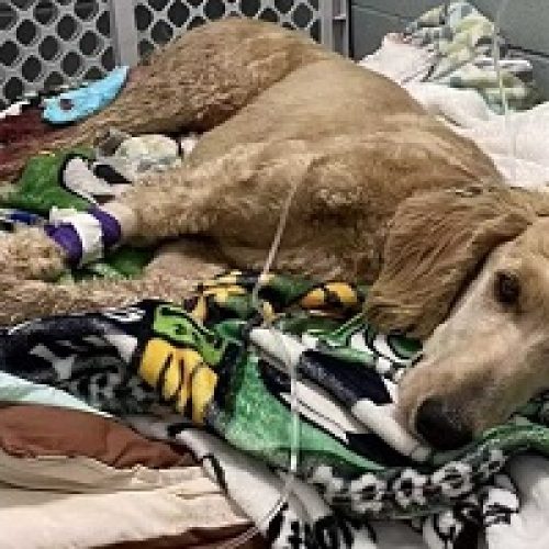 LOVE KNOWS NO BOUNDS: A COUPLE’S QUEST TO SAVE A STRAY DOG