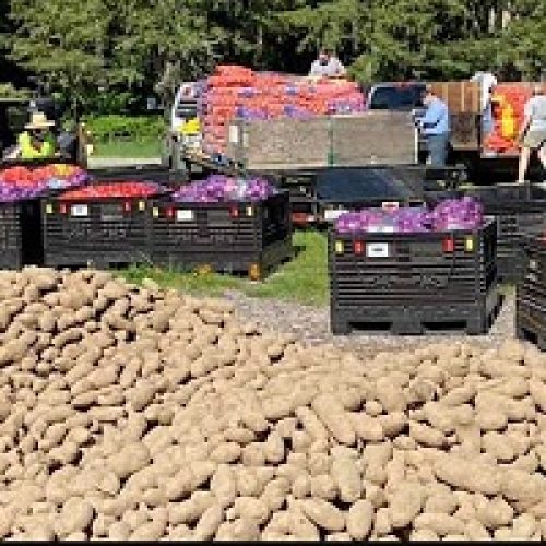 Canadian Farmers Team Up to Combat Rising Food Insecurity