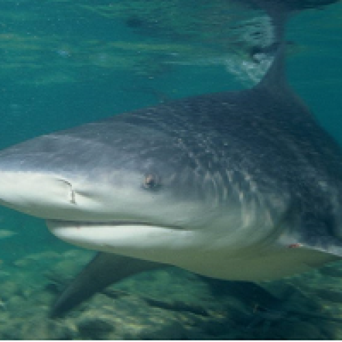 THE HERO WHO SAVED A SHARK ATTACK VICTIM