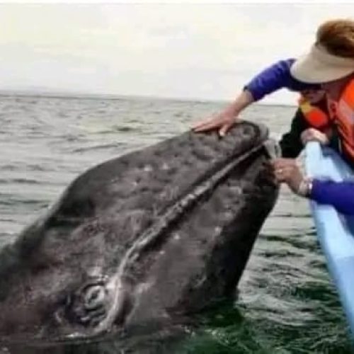 Kindness: The Universal Language that Transcends all Barriers